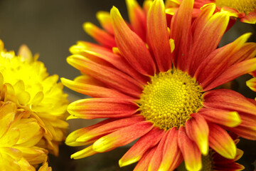 Yellow orange chrysanthemum flower in garden