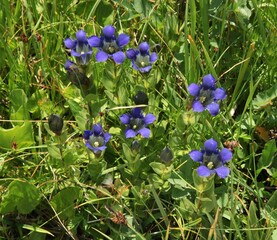 Explorer's Gentian (Gentiana calycosa) purple wildflowers in Elkhorn Mountains, Oregon