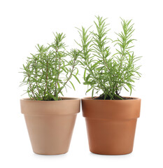 Aromatic rosemary plants in pots isolated on white