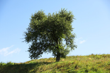 Obraz premium Beautiful tree growing on meadow under blue sky