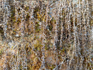 mossy wall texture, suitable for abstract background elements