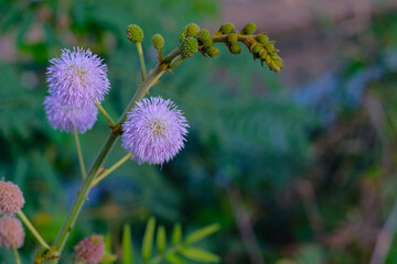 Mimosa pudica (scientific name: Mimosa pudica), also known as tiger tree, shy tree, shy tree, shy tree, shy tree, shy grass is a type of perennial plant belonging to the legume family.