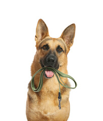 Adorable German Shepherd dog holding leash in mouth on white background. Time for walk
