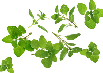 Fresh oregano twigs in air on white background