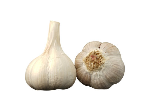 garlic isolated