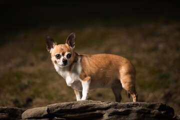 Chihuahua