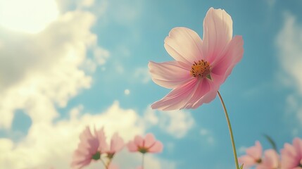 Obraz premium A stunning close-up of a cosmos flower, showcasing its vibrant petals and delicate structure. The flower blooms in radiant shades of pink, purple, and white, with a soft yellow center that draws 