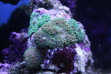Green Florida Ricordea saltwater mushroom 