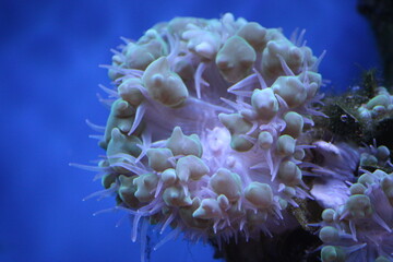 Vibrant Bubble Hammer Coral Reef 