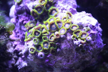 Green Button Polyps – the Zoanthid 