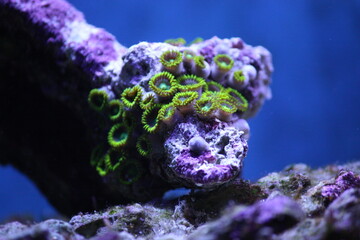 Green Button Polyps – the Zoanthid 
