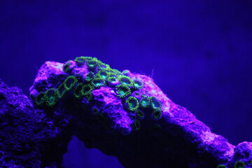 Green Button Polyps – the Zoanthid 