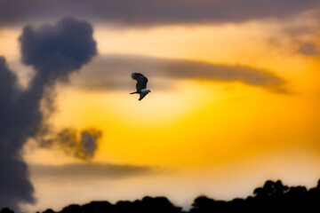 silhouette of a bird in the clouds during sunset