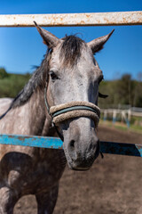 Horse portrait. Horse on nature. Portrait of a horse. High quality photo