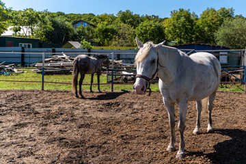 White horse on pasture in forest. High quality photo