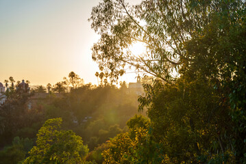 The sun shines through trees in a peaceful forest at sunset