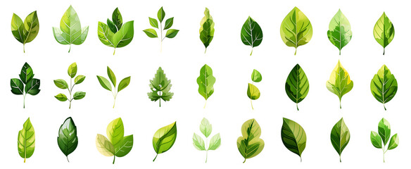 set of green leaves on white