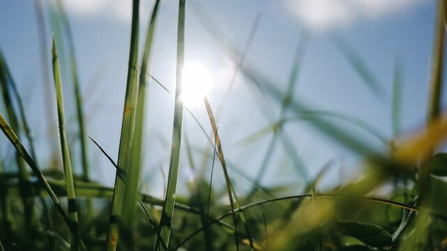 牧草地　ローアングル