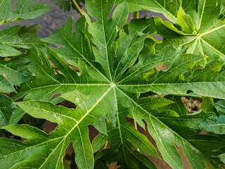 close up of papaya leaf from top view