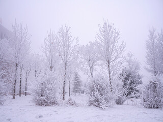 The natural phenomenon of rime ice forming on trees in winter.