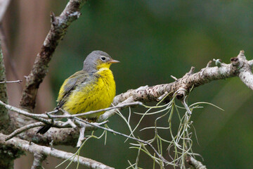 A magnolia warbler (Setophaga magnolia), likely a female or immature bird, visits southwest Florida on its fall migration south.