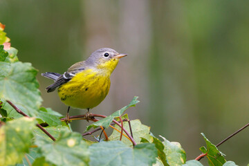 A magnolia warbler (Setophaga magnolia), likely a female or immature bird, visits southwest Florida on its fall migration south.