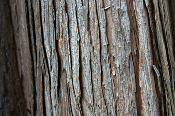 Obraz premium 木の幹