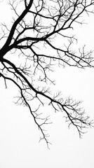 Fototapeta premium Silhouette of bare tree branches against white