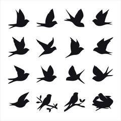 silhouettes of birds