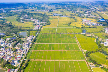 Pattern of paddy rice field by drone