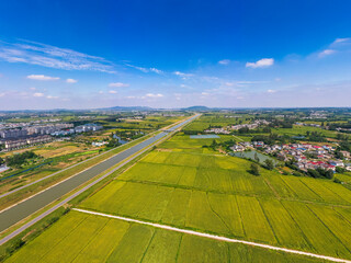 Pattern of paddy rice field by drone