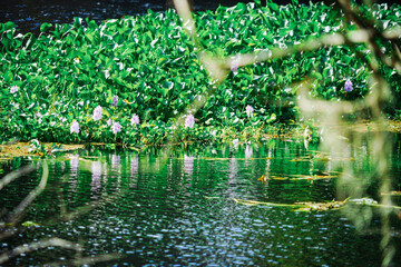 The landscape of Hillsborough river and lettuce park at Tampa, Florida