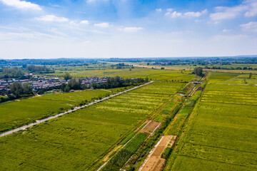 Obraz premium Pattern of paddy rice field by drone