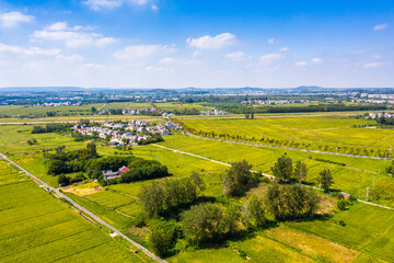 Fototapeta premium Pattern of paddy rice field by drone