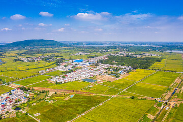 Pattern of paddy rice field by drone