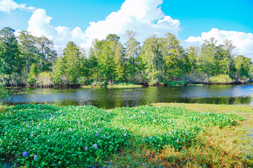 The landscape of Hillsborough river and lettuce park at Tampa, Florida