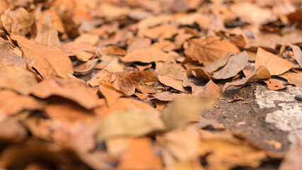 View of dry autumn leaves fallen on street.