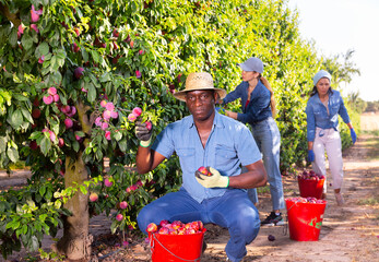 Three plantation workers harvesting plums. African-american man picking plums in foreground.