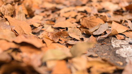 View of dry autumn leaves fallen on street.