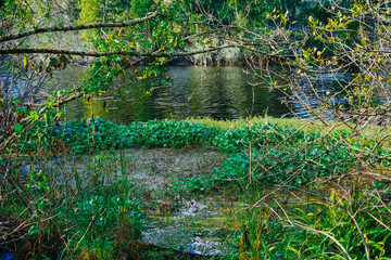 The landscape of Hillsborough river and lettuce park at Tampa, Florida
