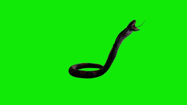 Black Red Cobra Snake - Horror Fantasy - Aggressive Standing and Jumping Attack Loop - Front Angle Close Up View - Green Screen - Realistic 4K UHD 3D animation on croma key background
