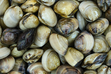 Fresh clams for seafood background