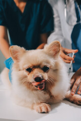 Closeup shot of veterinarian hands checking dog by stethoscope in vet clinic