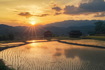 Fototapeta premium Paddy fields illuminated by the sun