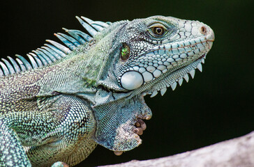 Iguana