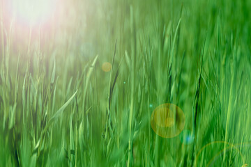 grass in the morning
