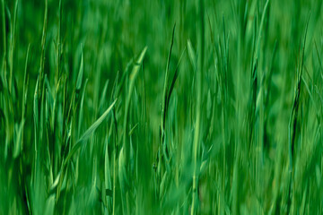green grass background