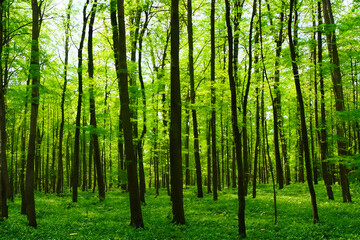 forest in the morning