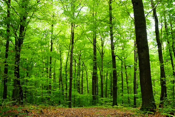 Fototapeta premium forest in the morning