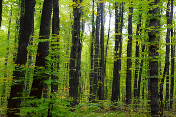 Obraz premium forest in the morning